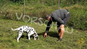 Hund und Herrchen, Dalmatiner schnüffelt am Boden - Hey-Fiffi.com