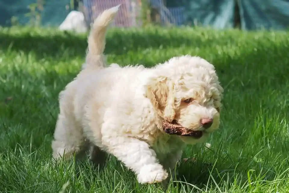 Bärbel Petermann, junger Hund (Lagotto romagnolo) - Hey-Fiffi.com