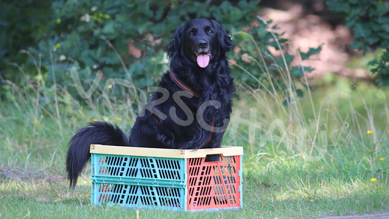 Schwarzer Hund in Plastikkiste, Clickertraining, freies Formen - Hey-Fiffi.com