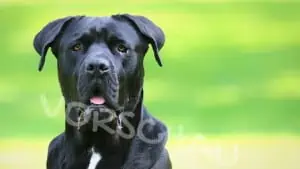 Hund, Cane Corso Italiano - Hey-Fiffi.com
