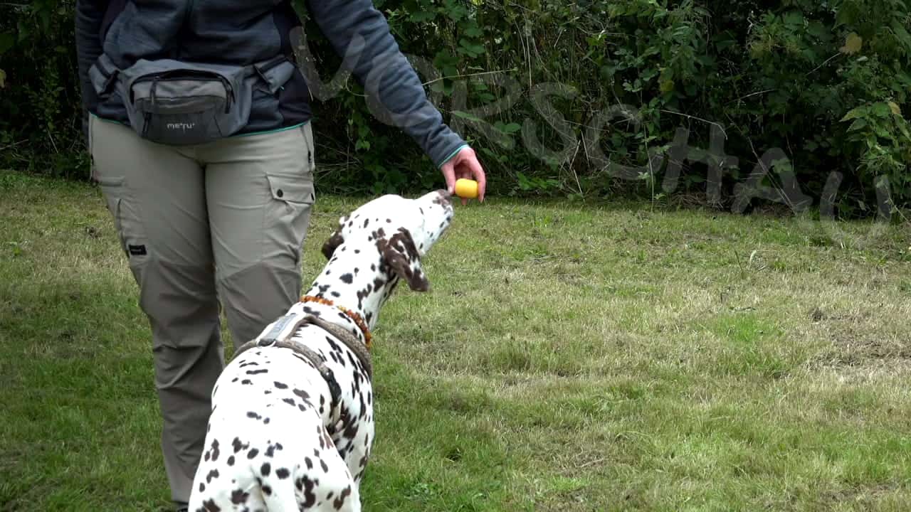 Dalmatiner schüffelt an Plastikei - Hey-Fiffi.com