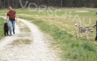 Hund kurz fassen und mitnehmen - Hey-Fiffi.com