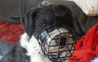 Hund mit Maulkorb, von Almut Loepthien - Hey-Fiffi.com