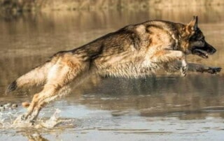 Schäferhund springt durch Wasser, von Daniela Maletzki - Hey-Fiffi.com