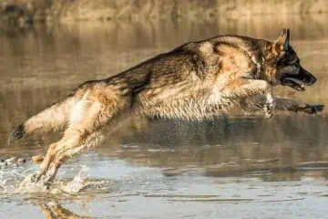 Schäferhund springt durch Wasser, von Daniela Maletzki - Hey-Fiffi.com