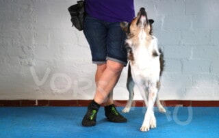 Trickdogging - Catwalk mit Hund - Hey-Fiffi.com