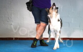 Trickdogging - Catwalk mit Hund - Hey-Fiffi.com