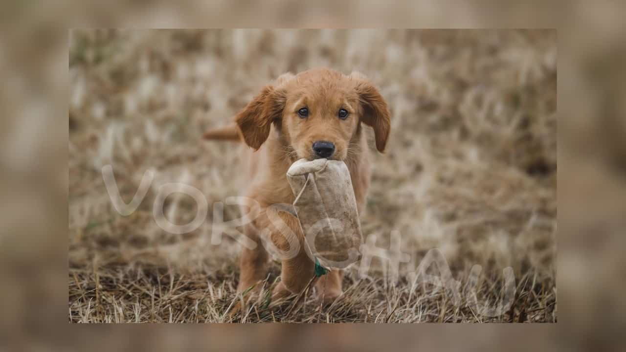 Hundwelpe trägt Futterdummy, Foto: Sabine Fehrenbach - Hey-Fiffi.com