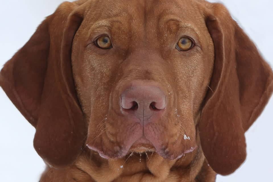 Hund, Porträt, Sabine Fehrenbach - Hey-Fiffi.com