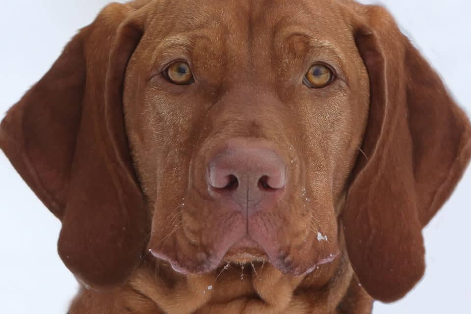 Hast du schon eine Patenschaft für deinen Hund?