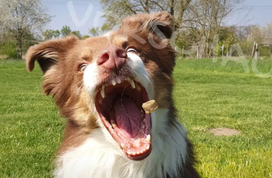 Australian Shepherd fängt Leckerchen, Foto: Manuela Zaitz - Hey-Fiffi.com