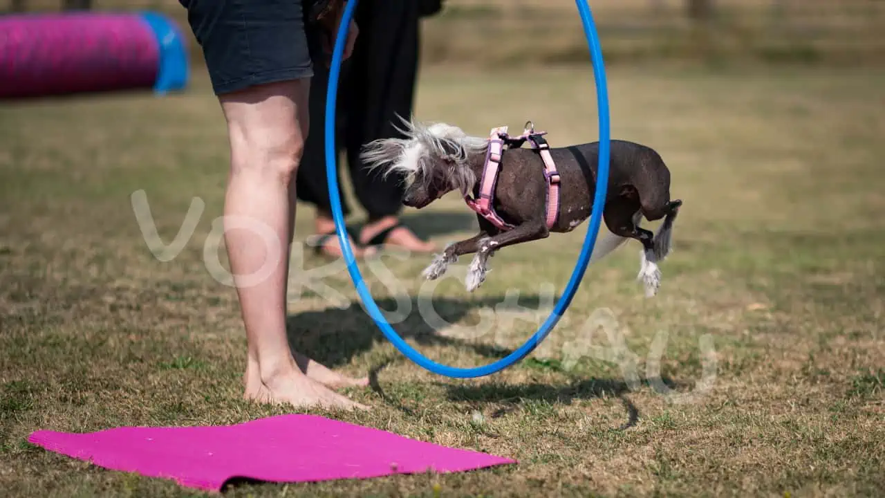 Hund springt bei Crossdogging durch einen Reifen, Foto: Claudia Claus - Hey-Fiffi.com