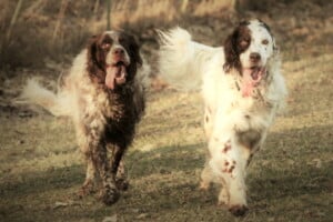 Zwei laufende Hunde, Foto: Almut Loepthien - Hey-Fiffi.com