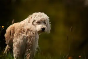 Hund, Foto: Sabine Fehrenbach (6O9B9576) - Hey-Fiffi.com