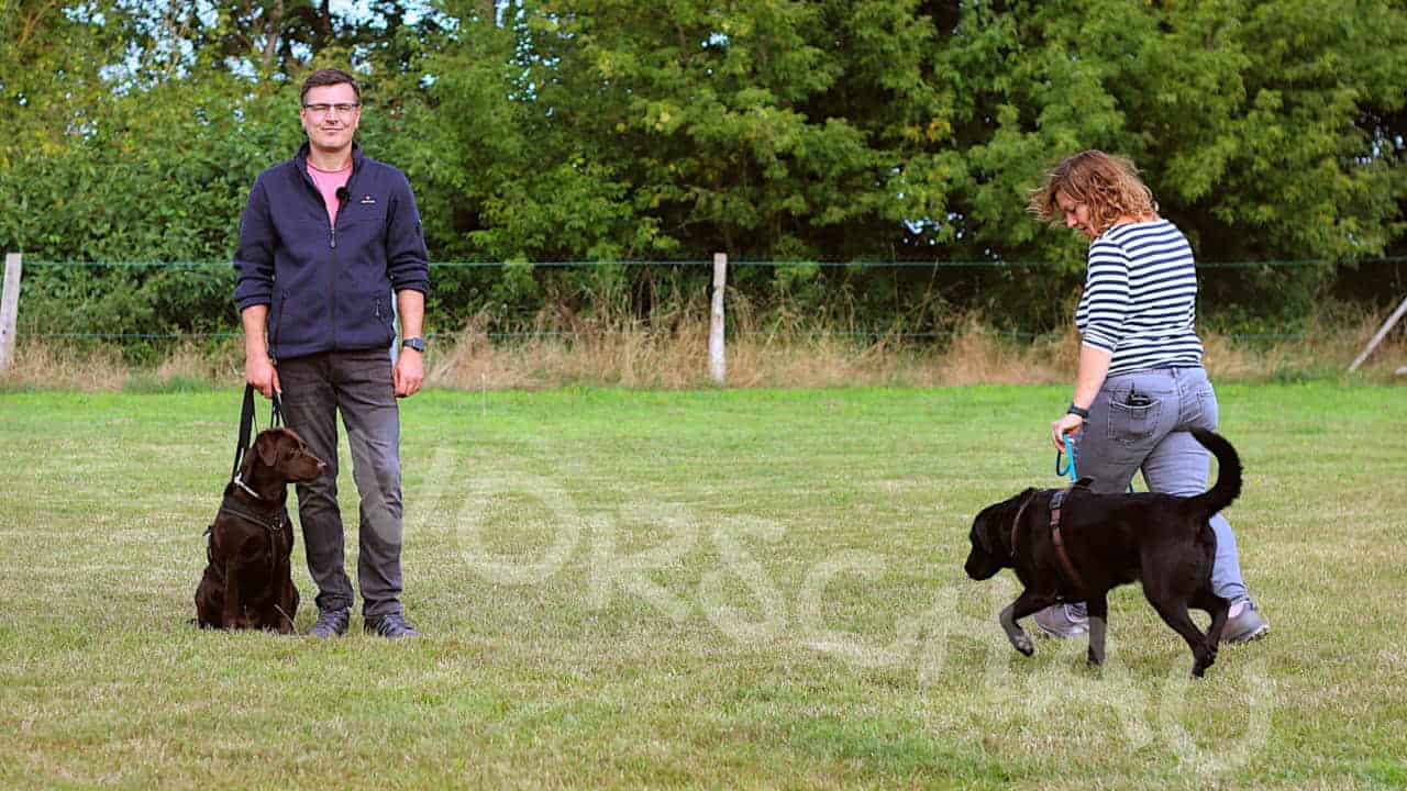 Mit Hund an Hund vorbeigehen - Hey-Fiffi.com