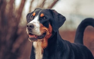 Hund, Foto: Sabine Fehrenbach (0Y8A4092-2) - Hey-Fiffi.com