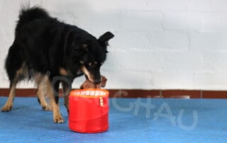 Hund räumt auf und legt Gegenstand in Eimer - Hey-Fiffi.com