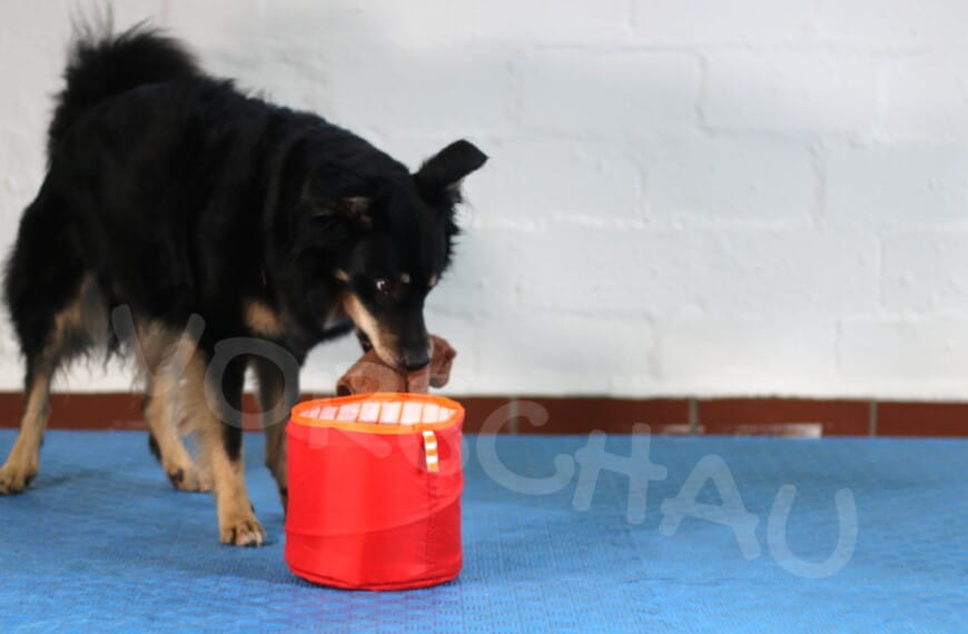 Hund räumt auf und legt Gegenstand in Eimer - Hey-Fiffi.com