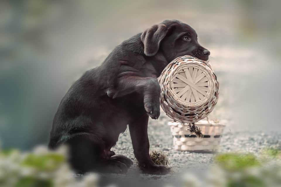 Hund mit Korb im Maul, Sabine Fehrenbach (4613) - Hey-Fiffi.com