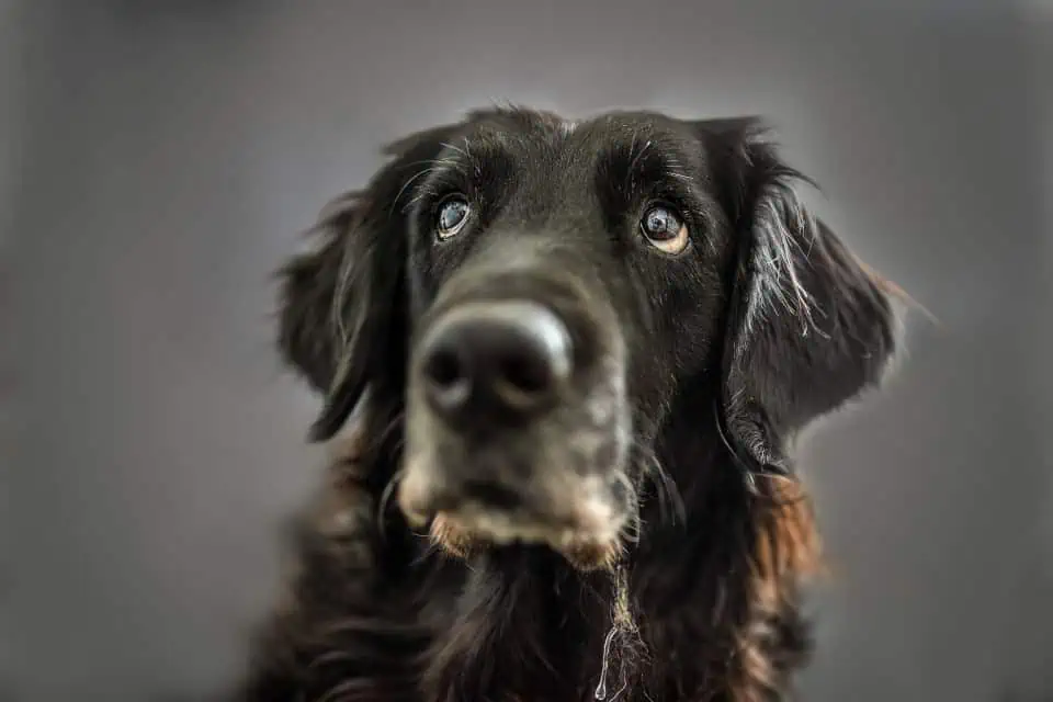 Wie läuft’s im Tierschutz?