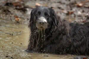 Hund in Matschpfütze, Foto Sabine Fehrenbach (2J5A5408-Bearbeitet) - Hey-Fiffi.com