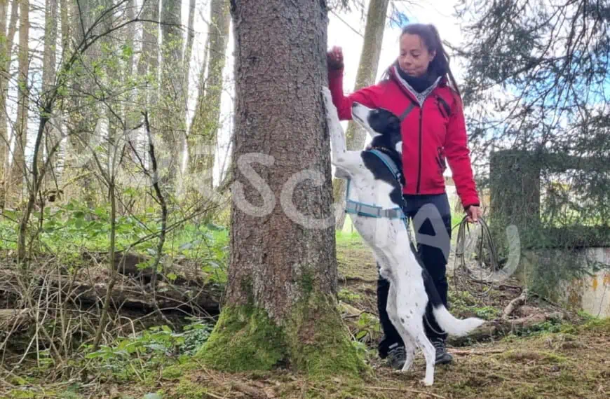 Hundephysio: Hund steht aufgerichtet am Baum - Hey-Fiffi.com