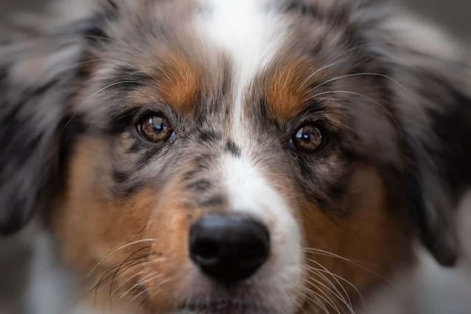 Hund, Foto: Sabine Fehrenbach (0Y8A0088) - Hey-Fiffi.com