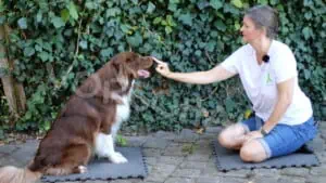 Hund stupst Finger an - Hey-Fiffi.com