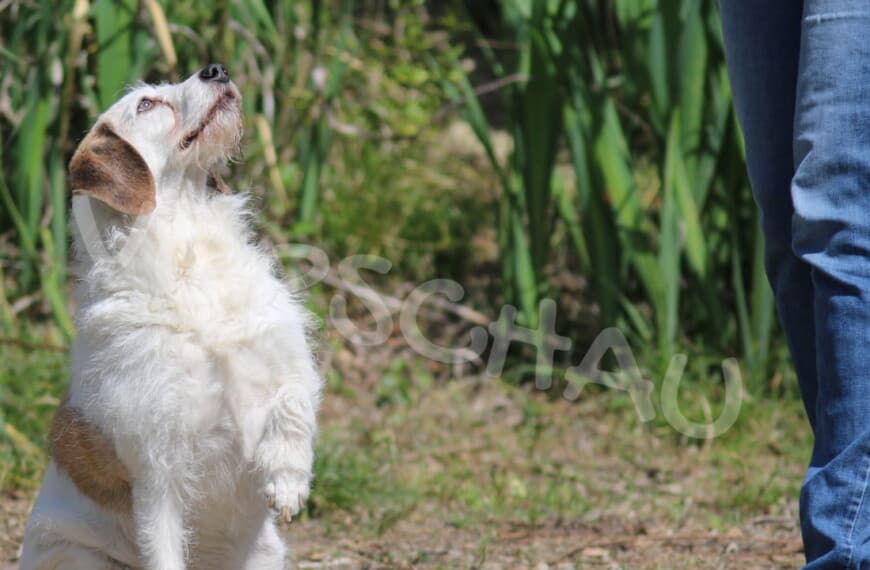 Sitzender Hund schaut an Frauchen hoch - Hey-Fiffi.com