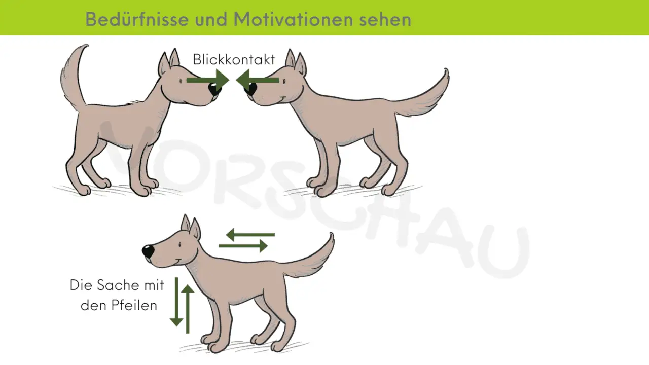 Körpersprache im Hundetraining