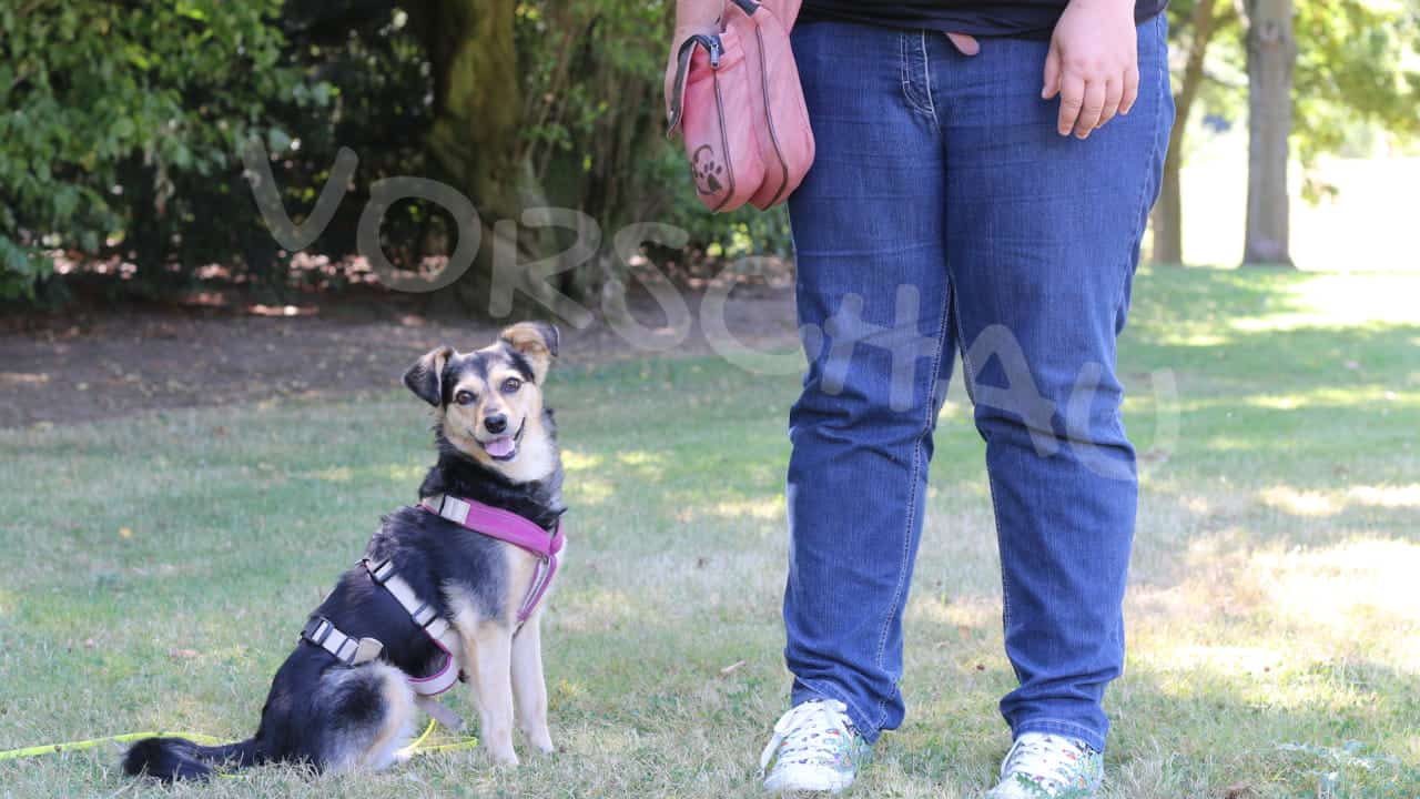 Kleiner Hund sitzt neben stehendem Frauchen - Hey-Fiffi.com