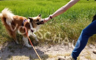 Hund zerrt an Spielzeug - Hey-Fiffi.com