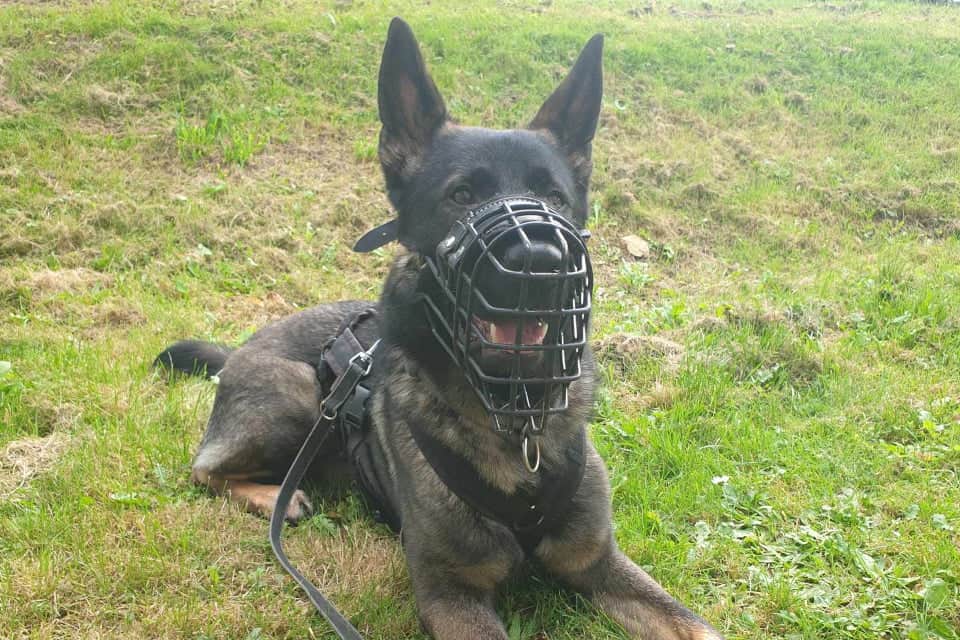 Schäferhund mit Maulkorb - Hey-Fiffi.com