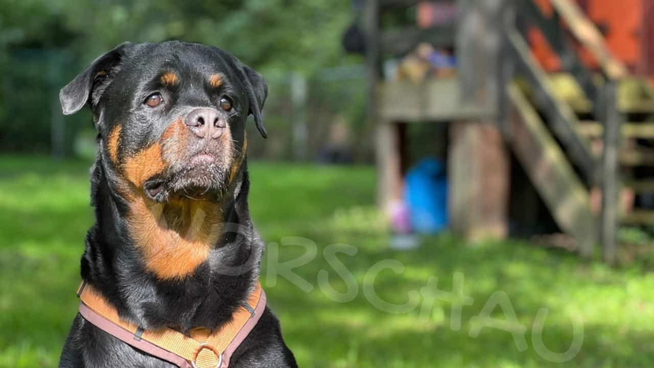 Leben und Training mit einem Rottweiler