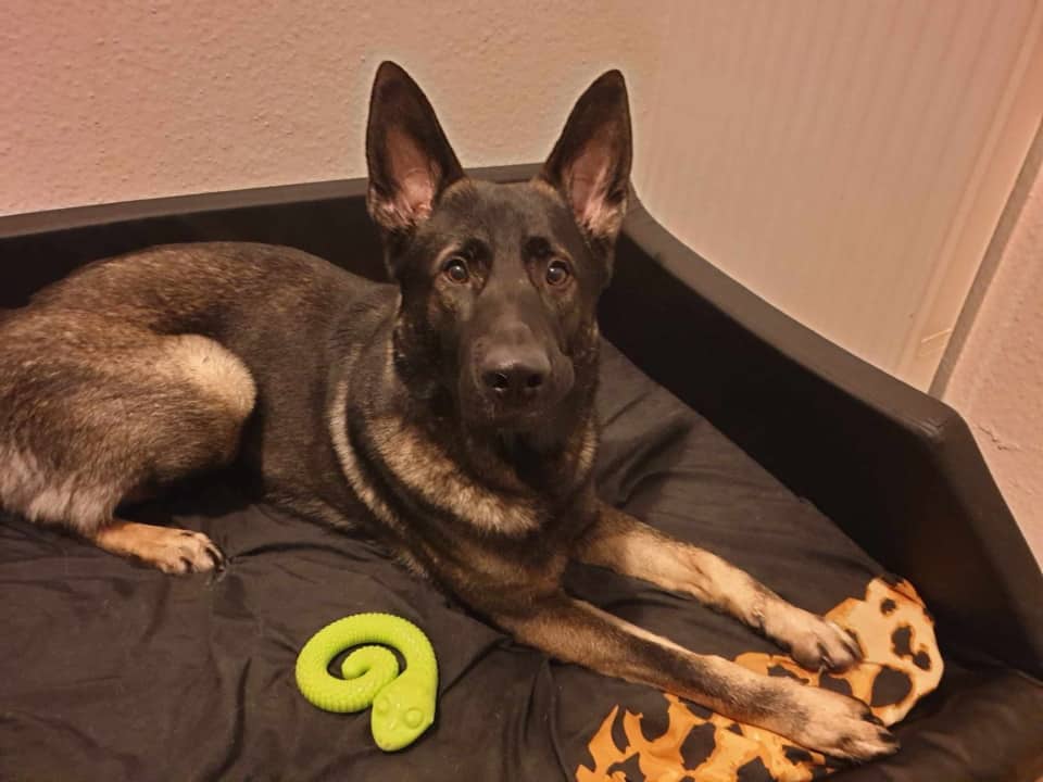 Schäferhund in Hundekorb, Bildquelle: Daniela Maletzki (Rückgerichtete Aggression 1.jpg) - Hey-Fiffi.com