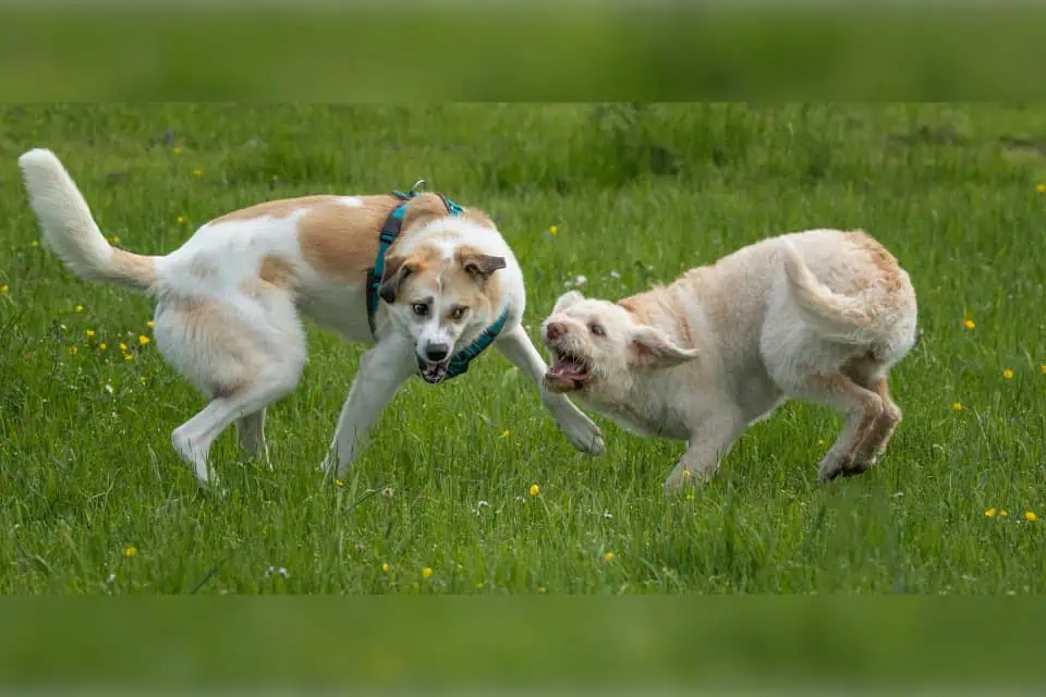 Zwei Hunde, Foto: Sabine Fehrenbach - Hey-Fiffi.com