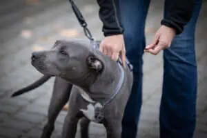 Geschirrgriff am Hund, Foto Sabine Fehrenbach (2J5A0347) - Hey-Fiffi.com