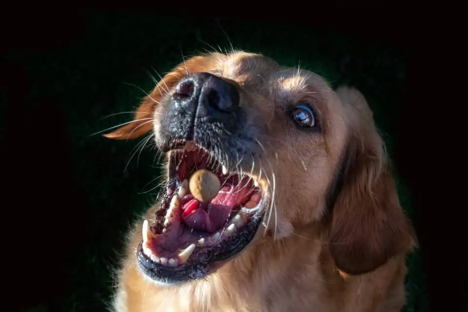 Hund schnappt Leckerchen, Foto: Sabine Fehrenbach - Hey-Fiffi.com