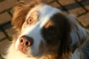 Porträt Australian Sheperd "Damon", Foto Michele Baldioli - Hey-Fiffi.com