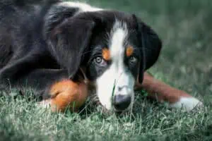Hund, Foto: Sabine Fehrenbach (H48A8502) - Hey-Fiffi.com