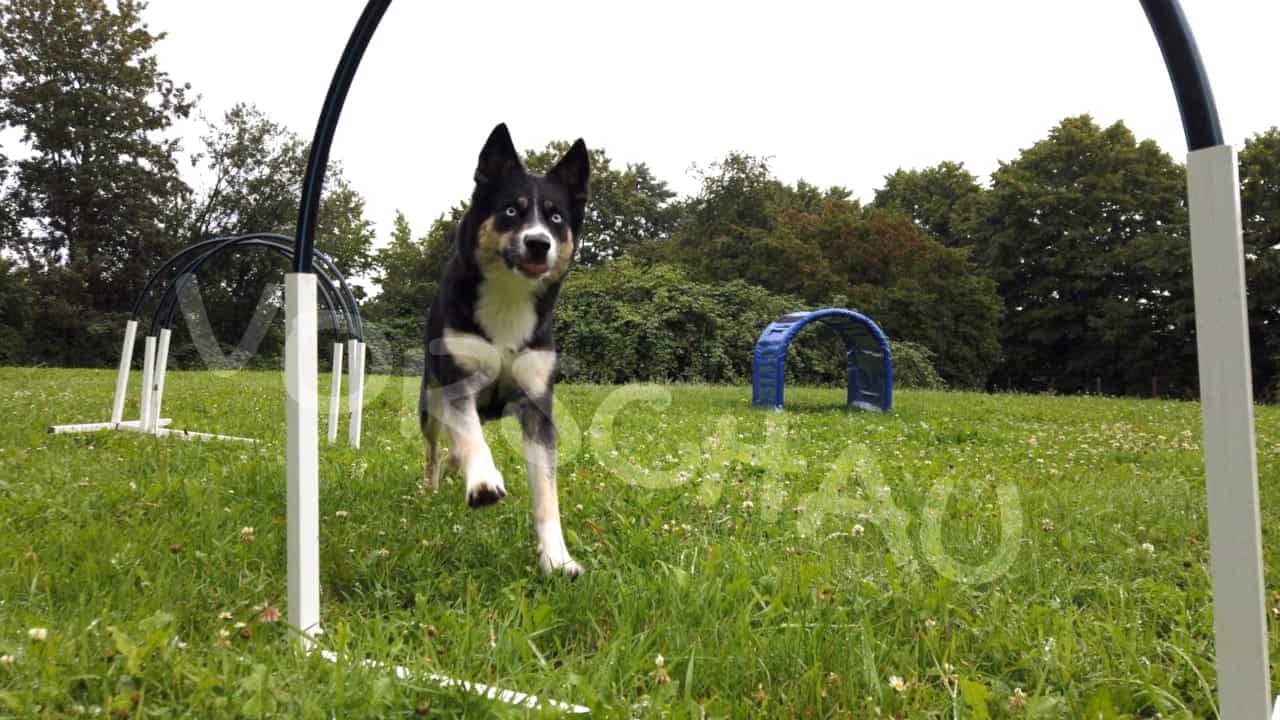 Hund läuft auf Hoop zu - Hey-Fiffi.com