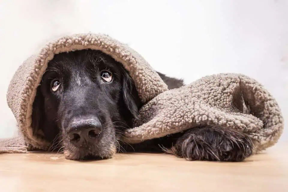 Hund in Kuscheldecke, Foto: Sabine Fehrenbach - Hey-Fiffi.com