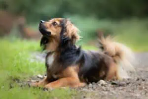 Kleiner Hund, Foto: Sabine Fehrenbach (0Y8A1594) - Hey-Fiffi.com