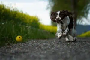 Hund jagt Ball, Foto: Sabine Fehrenbach (ga4.jpg) - Hey-Fiffi.com
