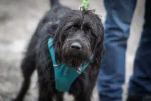 Hund an Geschirr und Leine schaut in die Kamera, Foto: Sabine Fehrenbach (2J5A6021) - Hey-Fiffi.com