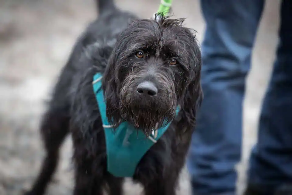 Hund an Geschirr und Leine schaut in die Kamera, Foto: Sabine Fehrenbach (2J5A6021) - Hey-Fiffi.com