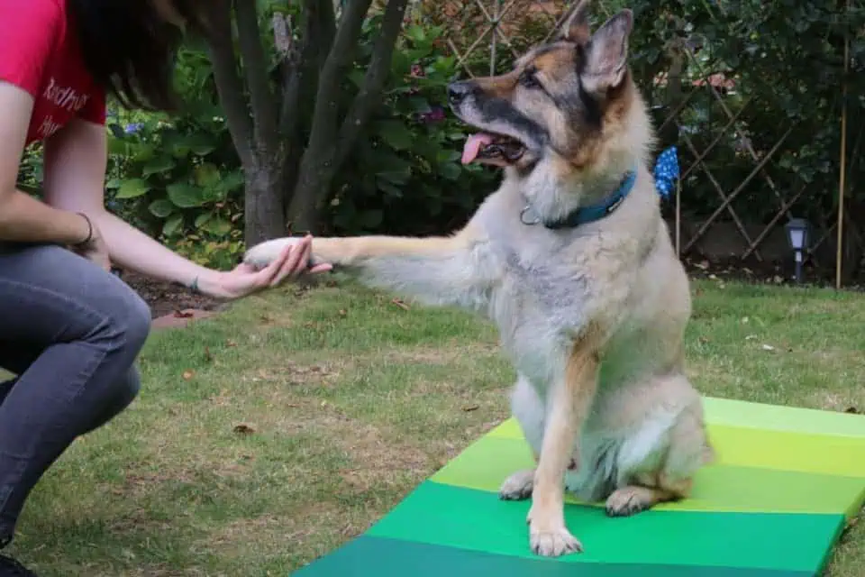 Schäferhund gibt Pfötchen - Hey-Fiffi.com