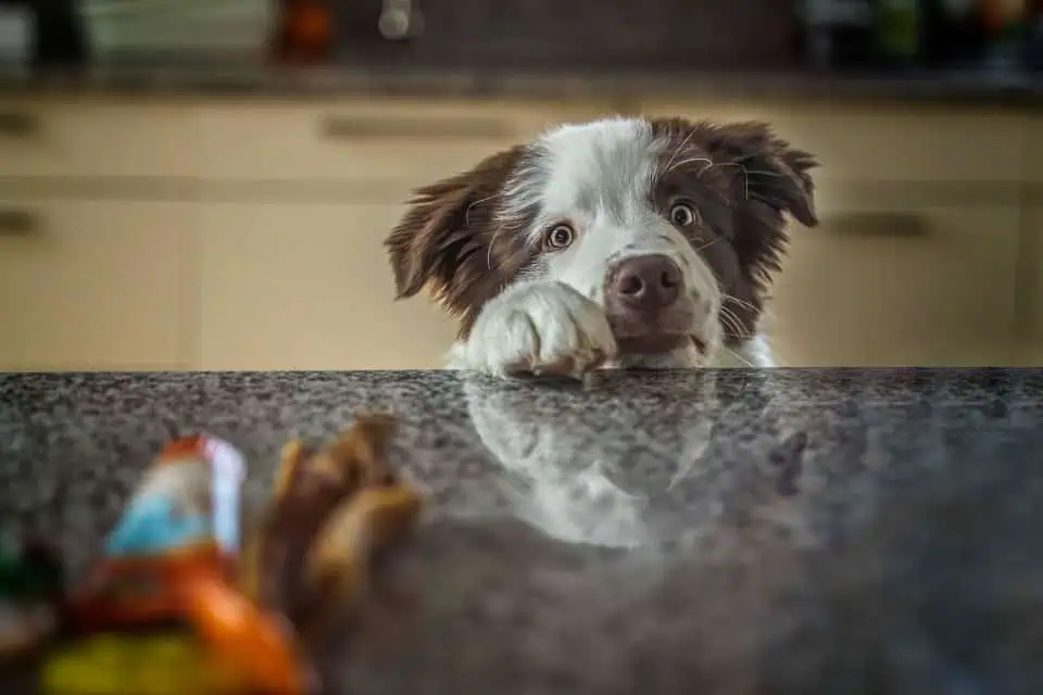 Hund schaut über Tischkante, Foto: Sabine Fehrenbach (2J5A8360) - Hey-Fiffi.com