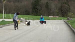 Training des Notumkehrsignals für Hunde - Hey-Fiffi.com