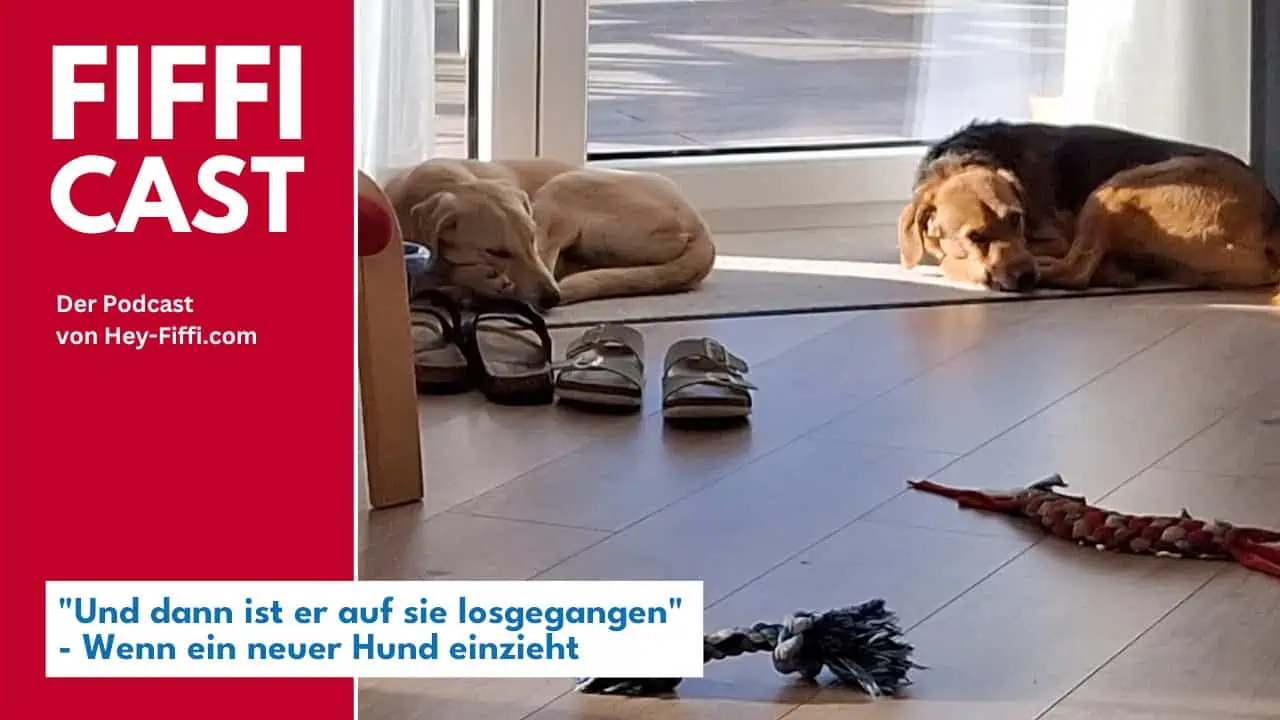 Zwei Hunde im Wohnzimmer, Foto: Katharina Eichen - Hey-Fiffi.com